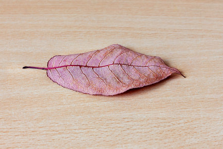 one red autumn leaf with veins on a light wooden background
