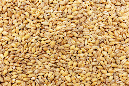 A grain closeup of uncooked pearl barley. Healthy eating concept. Nutritious and healthy agricultural crops.の写真素材