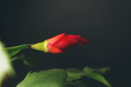 blooming bright red bud of a winter flower on a dark background. romantic cactus (Decembrist) Schlumbergeraの写真素材