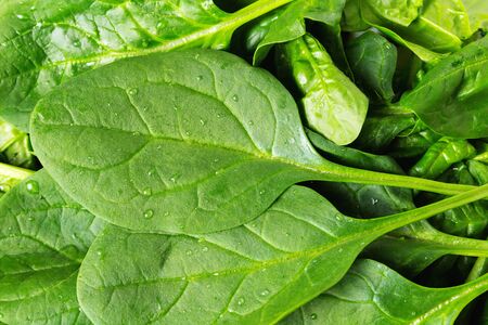 Fresh green spinach leaves with drops of water. Close-up top view. Natural background of vegetarian food.の写真素材