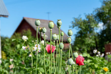 Opium poppy seed heads grows in the garden against the background of the house and the blue sky....