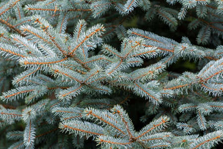 Blue spruce branches close-up. Christmas backgroundの写真素材