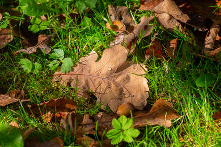 Autumn leaves with water drops on the grassの写真素材
