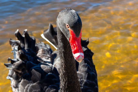 Close-up portrait of a beautiful black swanの写真素材