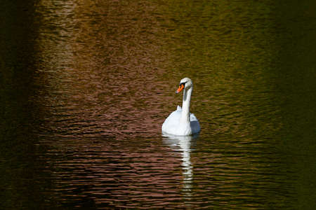 Graceful white swan in dark watersの写真素材