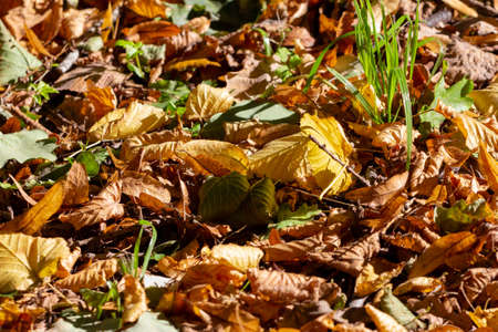 Colorful background of autumn fallen leaves on the ground with natural lightの写真素材