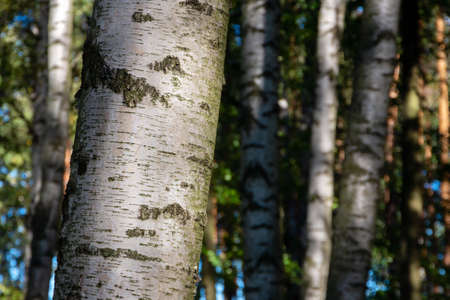 Close-up tree trunk in a birch grove. Natural backgroundの写真素材