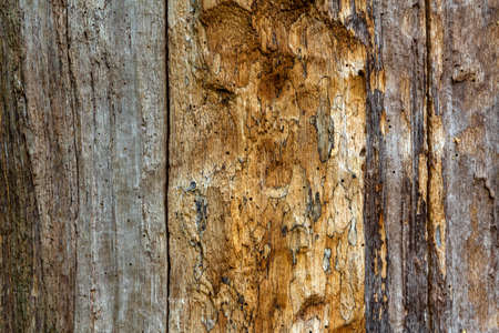 Texture of old dead tree without bark with holes. Wooden surface as a background for design and decorの写真素材