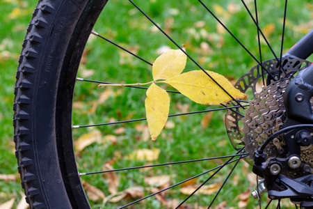 Autumn foliage in the spokes of a bicycle wheelの写真素材