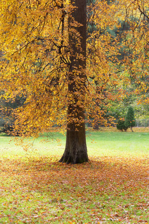 A tall slender tree with yellow autumn leaves on a green lawn in a quiet natural park