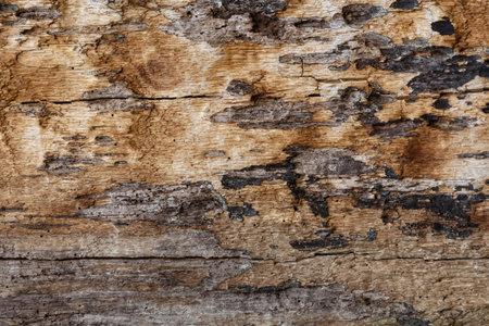 Background texture of old dark brown tree without barkの写真素材