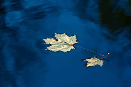 Maple leaf on the smooth surface of the lake. Natural autumn backgroundの写真素材