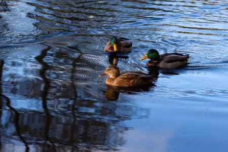 The young duck is accompanied by two caring drakes. Bird life on an autumn lakeの写真素材