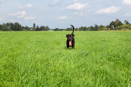 A young American Pit Bull Terrier puppy with his tongue sticking out stands in a green field while playing. Training, raising and walking a domestic dogの写真素材