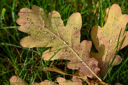 Fallen oak leaves with raindrops on green grassの写真素材