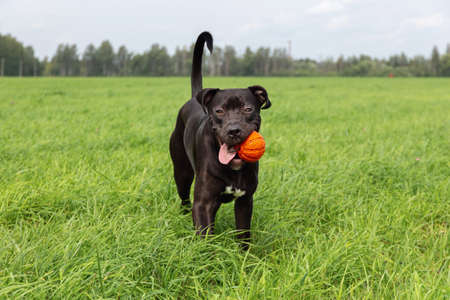 American Pit Bull Terrier plays with a ball on a green field. The puppy is on an active walk. Dog trainingの写真素材