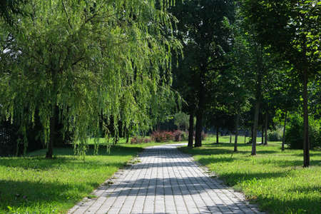 Empty path in a summer city park with trees and green grass. Beautiful quiet place for walking and relaxing without peopleの写真素材