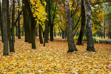 Trees with yellow foliage in an empty autumn parkの写真素材