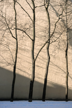 Bare winter trees on the rear facade of a residential building. firewallの写真素材