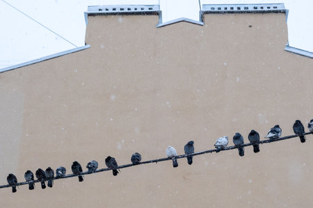 A row of pigeons sitting on a wire in a snowfall against the background of an old facadeの写真素材