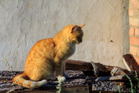 A big red cat is sitting on wooden boards basking in the rays of the summer sunの写真素材