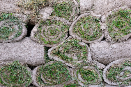 The rolled grass lawn is ready for laying. Sod turf grass.の写真素材