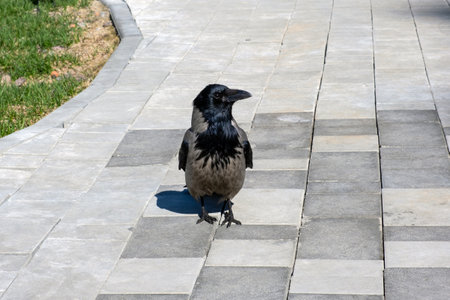 An urban hooded crow on a walking path in a park waiting to be fedの写真素材