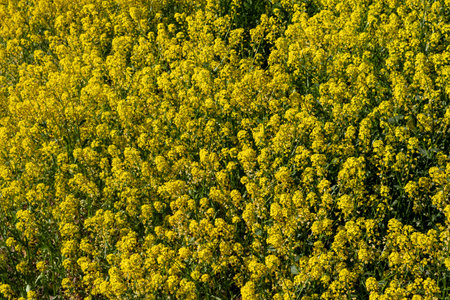 Spring yellow wildflowers on the lawn in the sunlight. Floral background