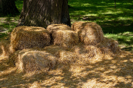 Hay chairs in the shade of an old oak tree on a sunny day. Comfortable village lifestyle, picnic and...