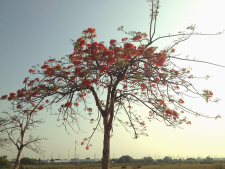 Flower blooming tree on sunny day