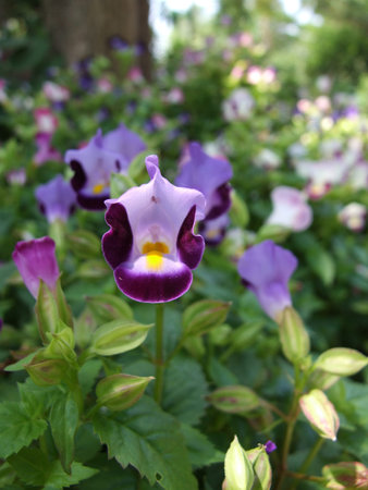 Purple Flowerの写真素材