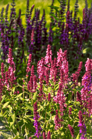 Colored plants