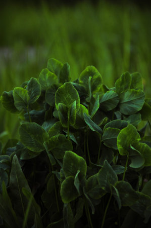 green young clover