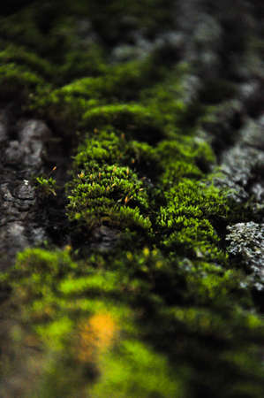Green moss on the treeの写真素材