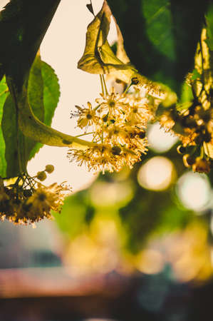 Linden flowers on a blurred background.の写真素材