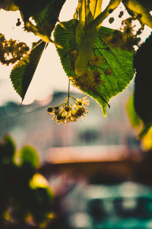 Linden flowers on a blurred background.の写真素材