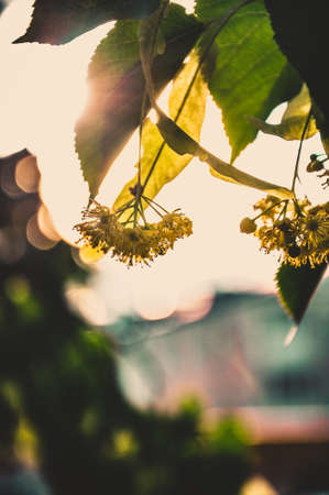 Linden flowers on a blurred background.の写真素材