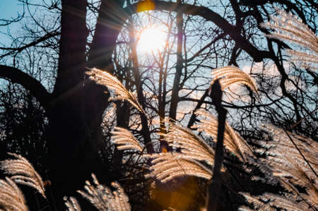 Fluffy plants on a sunny sky backgroundの写真素材