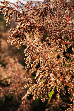 Flourishing bush at sunset