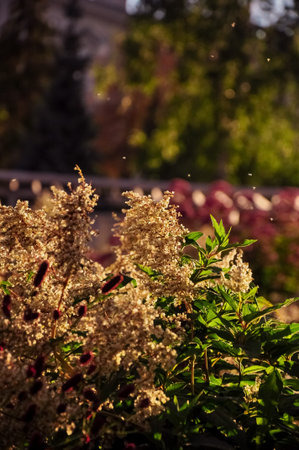 Flourishing bush at sunset