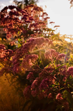 Summer sunset flowersの写真素材