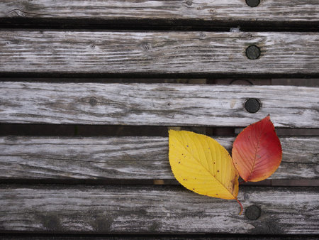 Two pieces of fallen leaves on the bench