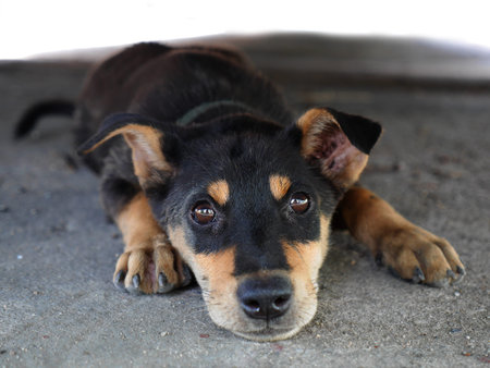 cute black dog