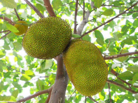jack fruit tree