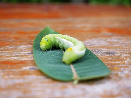 green worm sleepingの写真素材