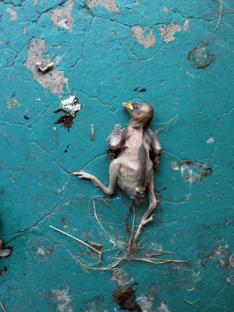 dead baby bird on blue floor
