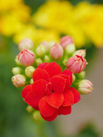 beautiful red flower in background blurの写真素材