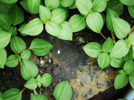 green leaf in background and blank space for input textの写真素材