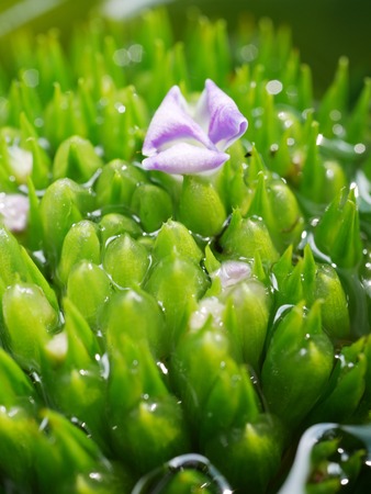 beautiful Anthurium in macroの写真素材