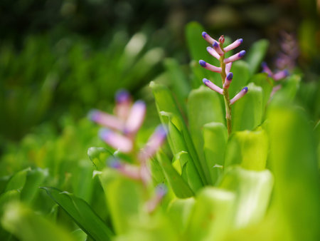 beautiful violet flower in backgroundの写真素材